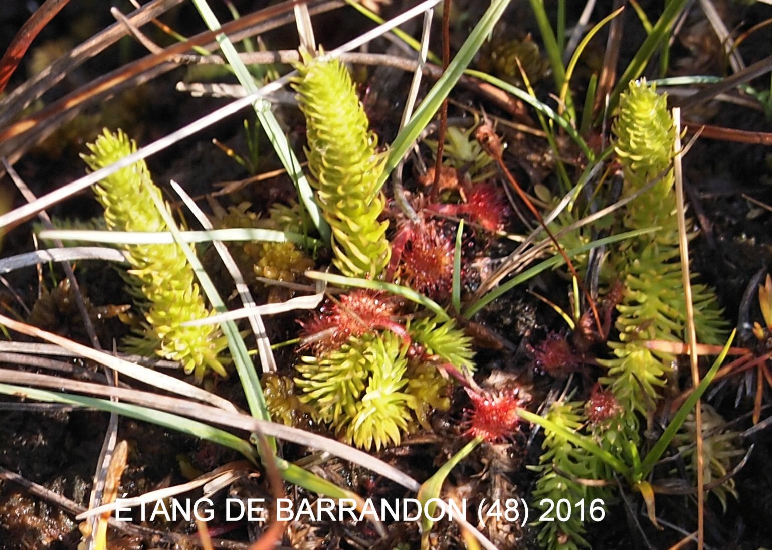 Clubmoss, Marsh